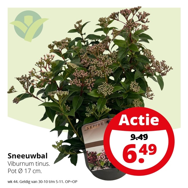 Weekaanbieding: Sneeuwbal